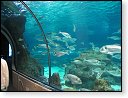 Obří mořské akvárium