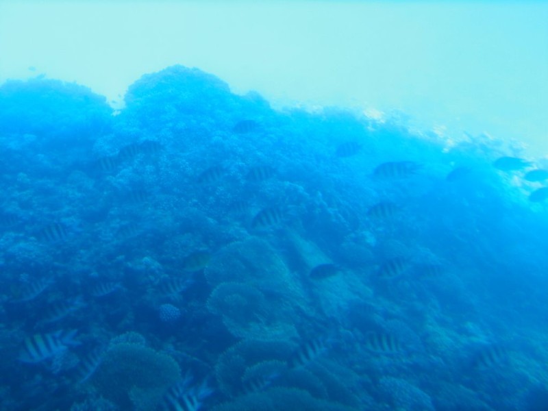 Korálové útesy s rybami